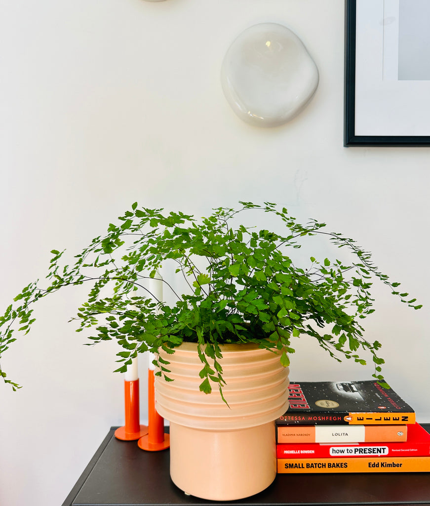 Summer SOS: Rescue Tips for Stressed Indoor Plants