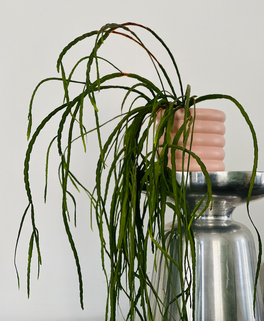 Elevate Your Summer Indoor Plant Game: Exclusive Tips for Blossoming Greenery in Warmer Weather!.