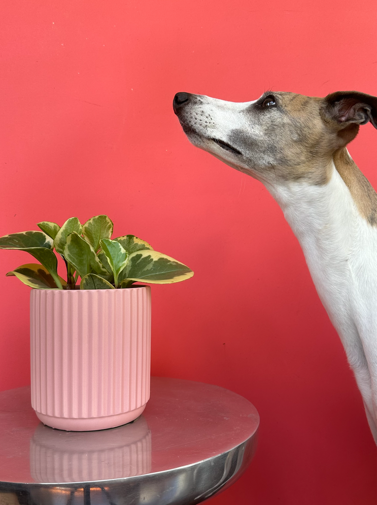 Paws and Petals: The Vine Boy Guide to Pet-Safe Indoor Plants for Your Furry Valentine