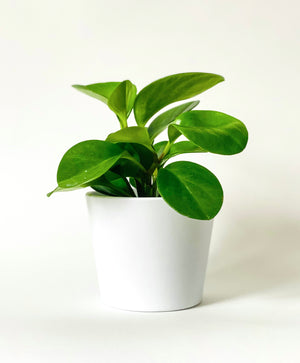 Peperomia Obtusifolia (baby rubber plant)
